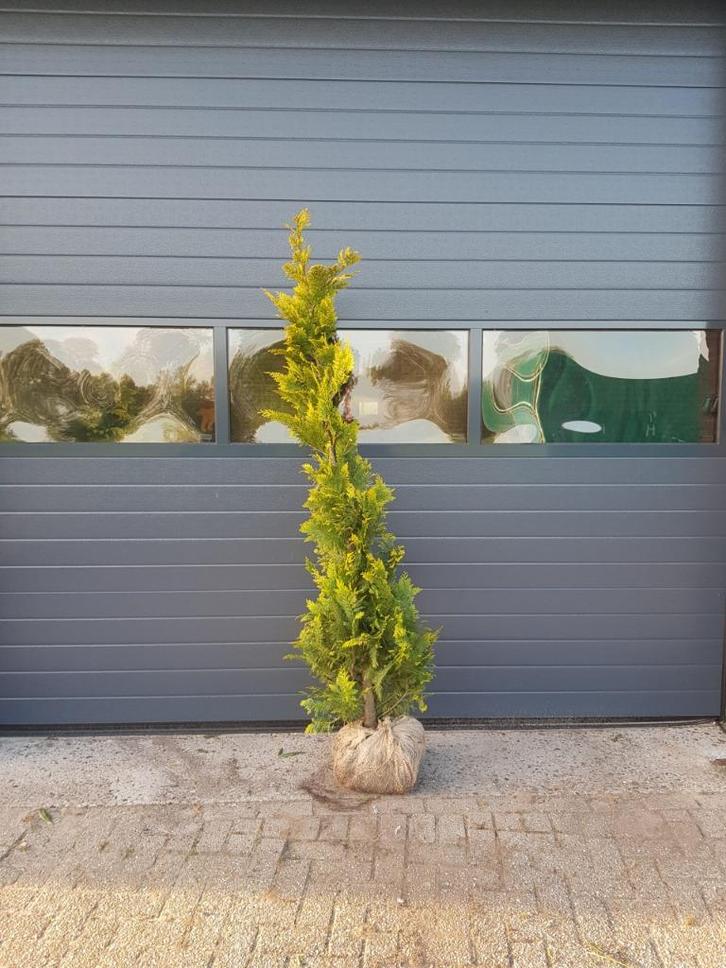 Gele californische Cipres / Chamaecyparis Yvonne / conifeer, Tuin en Terras, Planten | Struiken en Hagen, Haag, Conifeer, Minder dan 100 cm