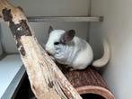 Eevee & Vaiana – duo chinchilla’s met pit, Mei, Vrouwelijk, Chinchilla