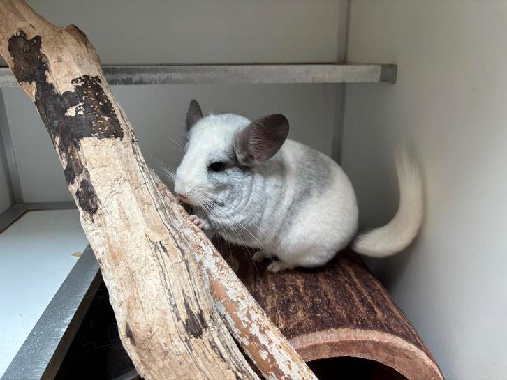 Eevee & Vaiana – duo chinchilla’s met pit, Dieren en Toebehoren, Knaagdieren, Vrouwelijk, Chinchilla, Mei