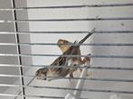 2 kanaries van 2025 geslacht onbekend, Dieren en Toebehoren, Vogels | Kanaries, Geslacht onbekend, Kleurkanarie