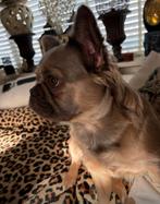 Fluffy Franse bulldog teefje, Dieren en Toebehoren, Honden | Bulldogs, Pinschers en Molossers, CDV (hondenziekte), 1 tot 2 jaar