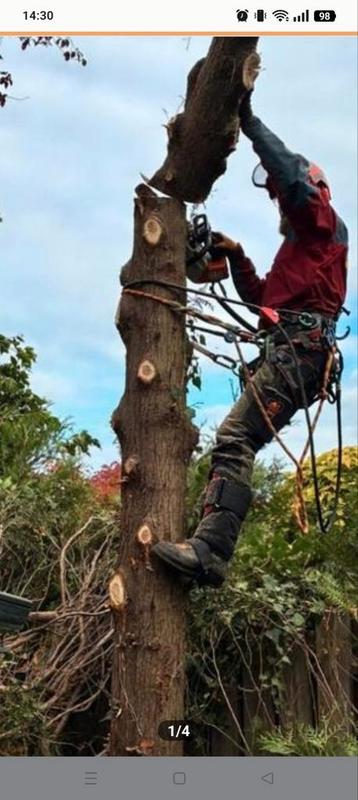 Bomen klimmend rooien of snoeien  Eindhoven Waalre Best beschikbaar voor biedingen