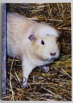 Cavia in het hooi, Ophalen of Verzenden, 1980 tot heden, Ongelopen, Knaagdier