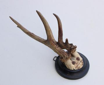 Antiek abnorm REE GEWEI op zwart rond houten schild - 1891 beschikbaar voor biedingen