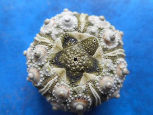 Zee-egel: Plococidaris verticillata Lamarck  f++gem 25-30mm, Verzamelen, Mineralen en Fossielen, Mineraal, Verzenden