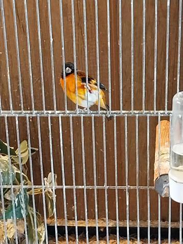 Koppel Kapoetsensijs  beschikbaar voor biedingen