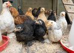Cochinkriel hennetjes, Dieren en Toebehoren, Pluimvee, Vrouwelijk, Kip