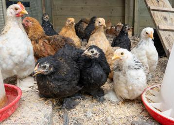 Cochinkriel hennetjes beschikbaar voor biedingen
