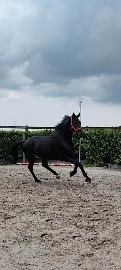 Prachtige dressuur topper ruin met top stamboom, Dieren en Toebehoren, Paarden, Ruin, B, 170 tot 175 cm, 3 tot 6 jaar, Dressuurpaard