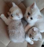 Britse Korthaar Kittens | Black Silver Shaded | Chinchilla, Dieren en Toebehoren, Katten en Kittens | Raskatten | Korthaar, Meerdere dieren