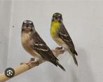 Gezocht 2 koppels citroenborst edelzanger, Dieren en Toebehoren, Vogels | Overige Vogels, Meerdere dieren, Tropenvogel, Geringd