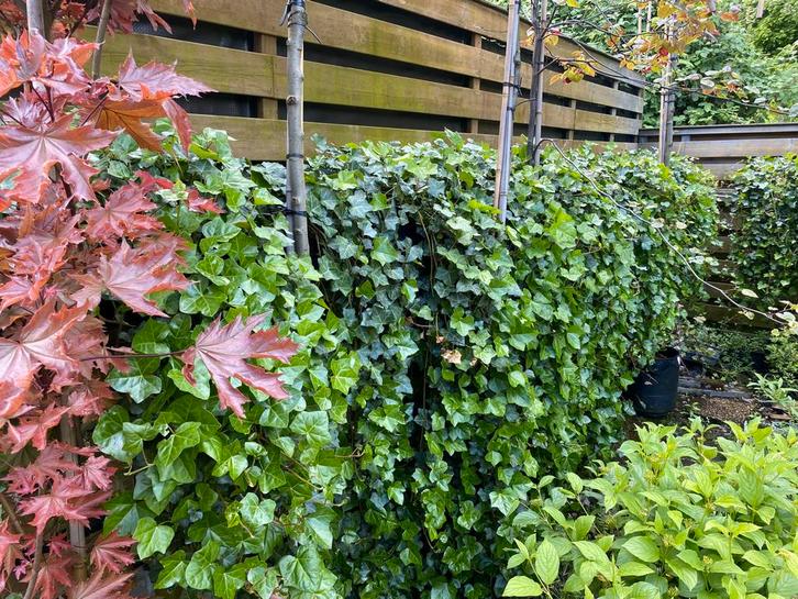 Hedera-Klimop, Tuin en Terras, Planten | Struiken en Hagen, Overige soorten, 100 tot 250 cm, Ophalen
