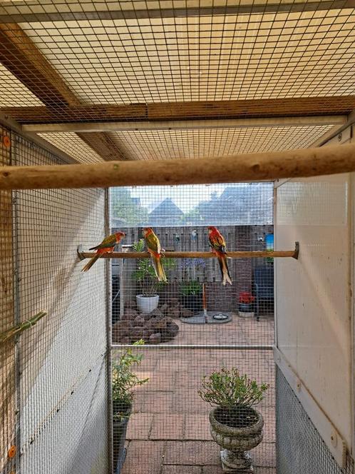 Pracht rosella, Dieren en Toebehoren, Vogels | Parkieten en Papegaaien, Parkiet, Vrouwelijk, Geringd