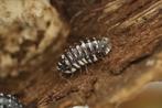 Armadillidium maculatum