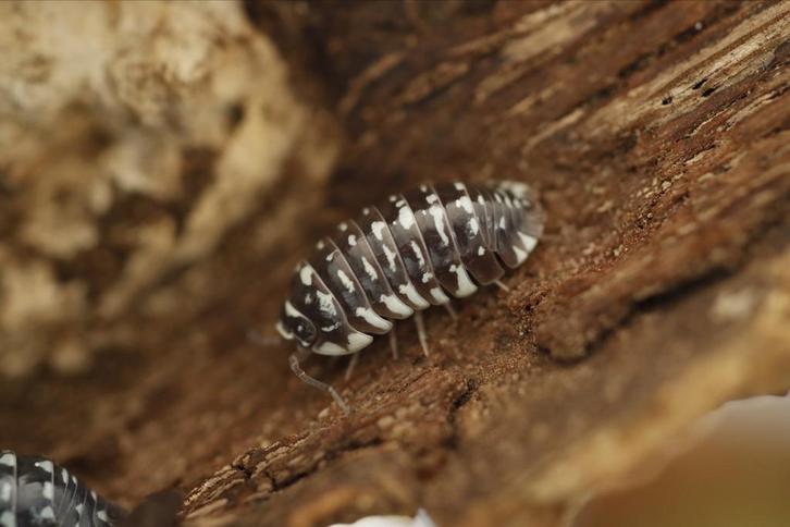 Armadillidium maculatum, Dieren en Toebehoren, Insecten en Spinnen