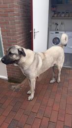 Gratis kangal turkse herder, Reu, Eén hond, 3 tot 5 jaar, Nederland