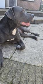 Amerikaanse Stafford Reu 5 jaar, Dieren en Toebehoren, Honden | Bulldogs, Pinschers en Molossers, Reu, Parvo, Bulldog, Eén hond