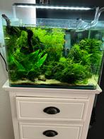 +/- 200 neocaridina garnalen + Dennerle tank plant pro 35 l, Dieren en Toebehoren, Vissen | Aquaria en Toebehoren, Ophalen, Zo goed als nieuw