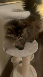 Raskat Pers, Dieren en Toebehoren, Katten en Kittens | Raskatten | Langhaar, Poes