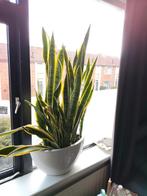 Grote kamerplant met pot, Ophalen of Verzenden, Halfschaduw, Minder dan 100 cm