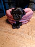 Raszuivere shih tzu pup, 8 tot 15 weken, Eén hond, Nederland, Particulier