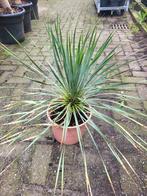 Yucca rostrata €14.99, Ophalen of Verzenden, Overige soorten, Volle zon