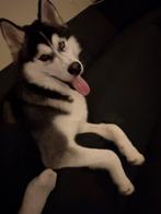 Husky pupy, Dieren en Toebehoren, 15 weken tot 1 jaar, Parvo, Eén hond, Nederland