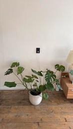 Monstera plant, Ophalen, Overige soorten, Halfschaduw, In pot