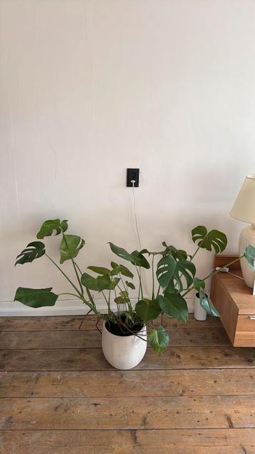 Monstera plant beschikbaar voor biedingen