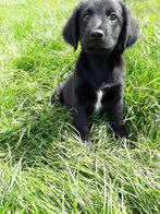 Border Collie X Friese Stabij kruising reutjes, Dieren en Toebehoren, Reu, CDV (hondenziekte), 8 tot 15 weken, Meerdere