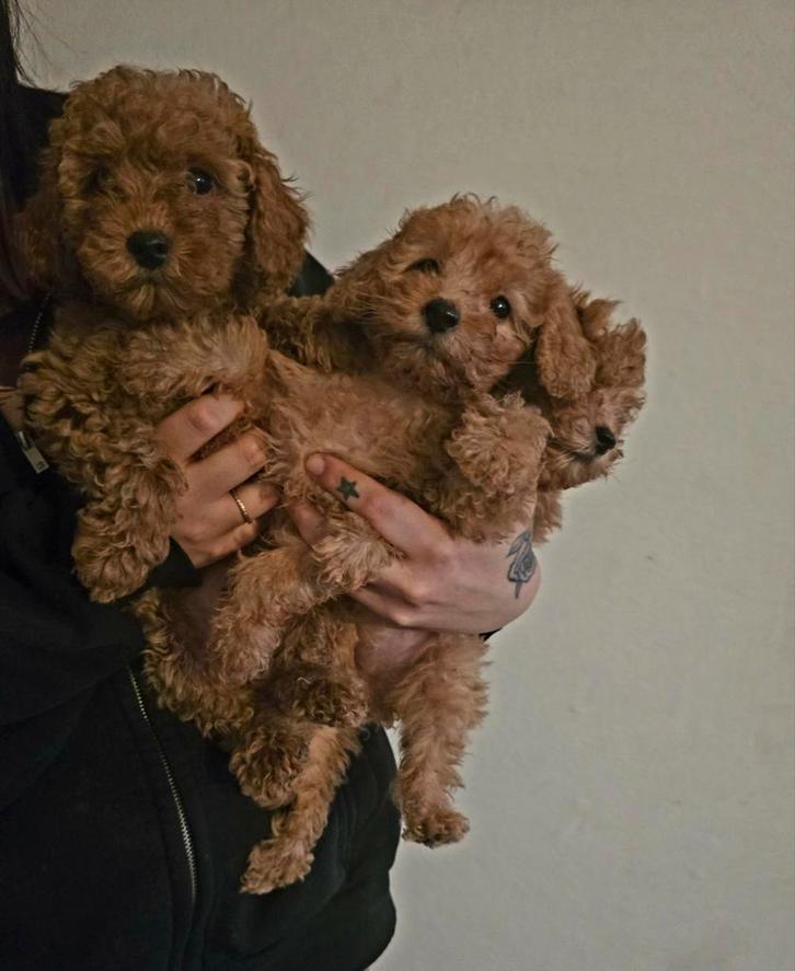 Toypoedel pups toy poedel puppy's, Dieren en Toebehoren, Honden | Chihuahua's en Gezelschapshonden, Meerdere dieren, Poedel, Particulier