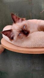 Zeer aanhankelijke seal tortie ragdoll kittens, met stamboom, Dieren en Toebehoren, Meerdere dieren, Gechipt, 0 tot 2 jaar