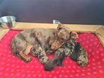 Prachtige teckels in unieke kleuren, Dieren en Toebehoren, Honden | Teckels en Dashonden, Kaninchen, CDV (hondenziekte), 8 tot 15 weken