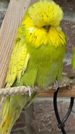 Mooie engelse grasparkieten 2025, Dieren en Toebehoren, Mannelijk, Parkiet