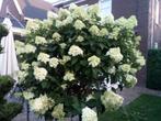 Hortensia Limi Light, Tuin en Terras, Planten | Tuinplanten, Ophalen, Overige soorten, Halfschaduw