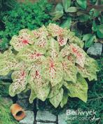 Caladium Miss Muffet knol, Huis en Inrichting, Kamerplanten, Overige soorten, Ophalen of Verzenden, Groene kamerplant