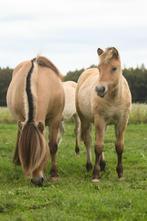 Prachtig fjord merrieveulen, Dieren en Toebehoren, Paarden, Merrie, Minder dan 160 cm, 0 tot 2 jaar, Recreatiepaard