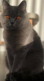 Prachtige Britse korthaar kittens op komst midden maart, Geslacht onbekend, Met stamboom, 0 tot 2 jaar