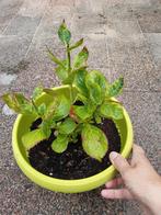 Hortensia stek roze bloemen, Tuin en Terras, Planten | Tuinplanten, Vaste plant, Halfschaduw, Zomer, Ophalen