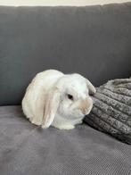 Mannetje hangoor konijn, Dieren en Toebehoren, Konijnen, Mannelijk, Middelgroot, Hangoor, 0 tot 2 jaar