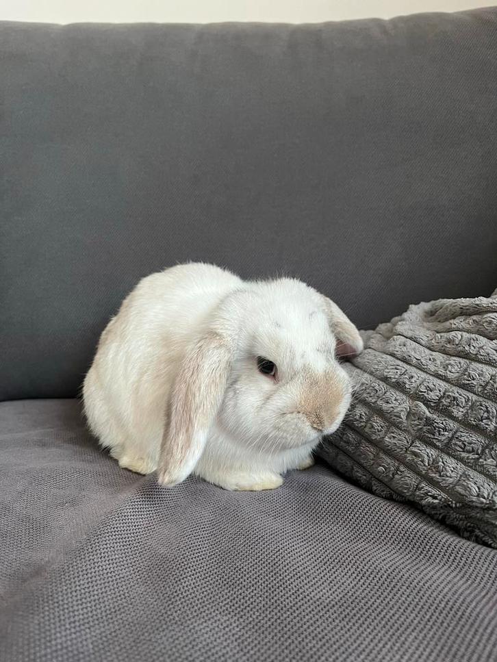 Mannetje hangoor konijn, Dieren en Toebehoren, Konijnen, Middelgroot, Mannelijk, 0 tot 2 jaar, Hangoor