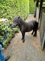 Te koop 2j shetlandponyhengst, Dieren en Toebehoren, Pony's, Ruin, Recreatiepony, 0 tot 2 jaar