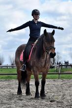 ## BETROUWBARE, mega brave & schitterende Epony ##, E pony (1.48m - 1.57m), Gechipt, Merrie, 7 tot 10 jaar