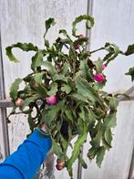 Epiphyllum Guatemala var Monstruosa p14 (2)