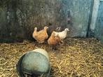 Te koop 4 wyandotte kriel hanen., Dieren en Toebehoren, Pluimvee, Mannelijk, Kip