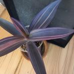 tradescantia pallida pink stripe, Ophalen of Verzenden, Halfschaduw, Minder dan 100 cm