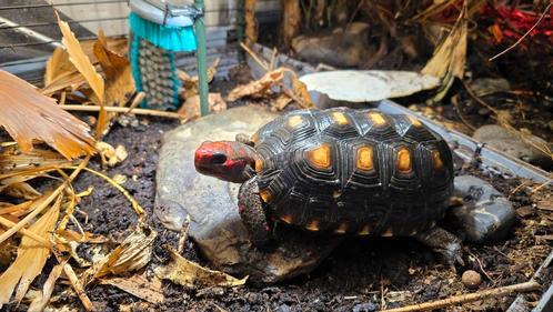 2.1 Cherry head kolenbrander schildpadden, Dieren en Toebehoren, Reptielen en Amfibieën, Schildpad, 3 tot 6 jaar