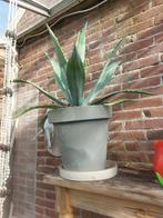 Agave, Tuin en Terras, Planten | Tuinplanten, Volle zon, Vaste plant, Bloeit niet, Ophalen