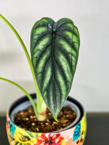 Alocasia Dragon Scale beschikbaar voor biedingen