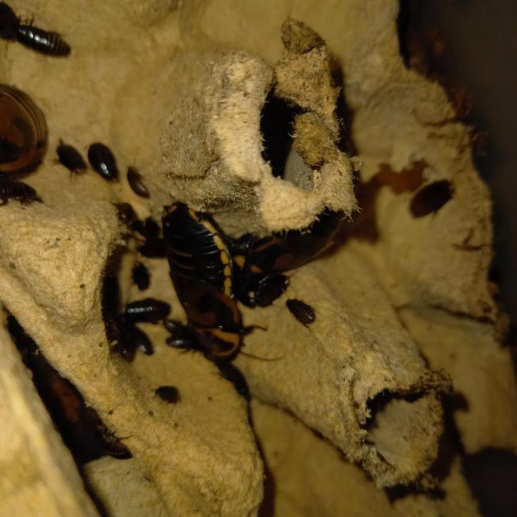 Verschillende kakkerlakken, Dieren en Toebehoren, Insecten en Spinnen, Overige soorten